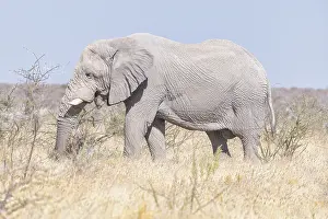 Elephants (Loxodonta africana)