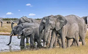 Elephants (Loxodonta africana) at a waterhole