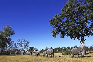 Elephants in Moremi Game Reserve