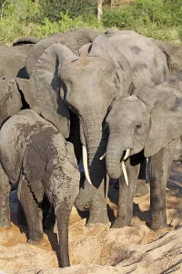 Elephants in the riverbed, Kruger National Park, S