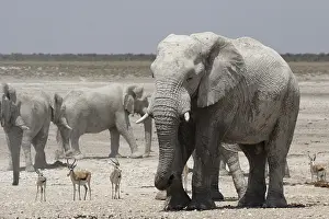 Elephants and springboks in Etosha National Park