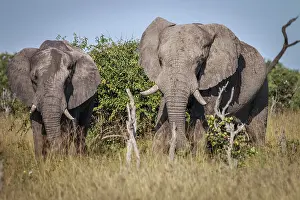 Two Elephants starring at the camera in the Chobe National Park
