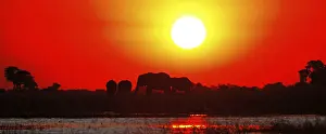 Elephants in the sunset at Chobe river