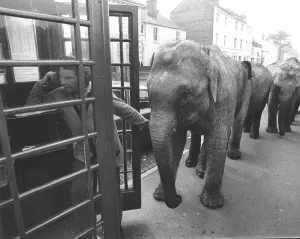 Elephants in front of telephone booth