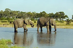 Elephants at the waterhole