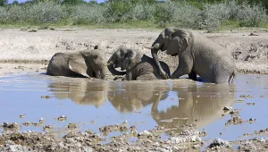 Elephants in the waterhole