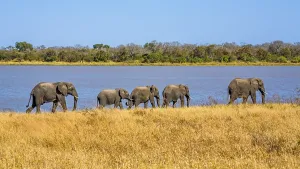 Elephants on their way to the bath