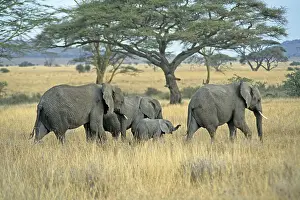 Elephants with young (Loxodonta africana)