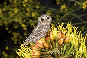Elf Owl Micrathene whitneyi Tucson