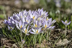 Elfin crocus (Crocus tommasianus)
