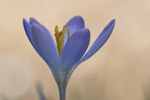 Elfin crocus (Crocus tommasinianus)
