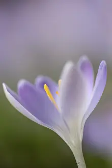 Elfin crocus (Crocus tommasinianus)