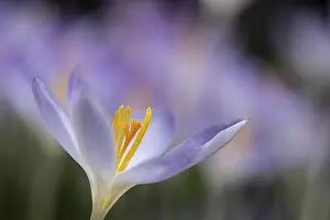 Elfin crocus (Crocus tommasinianus)
