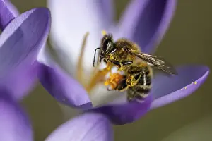 Elfin crocus (Crocus tommasinianus) with honey bee (Apis mellifera)