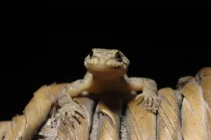 Elgon forest gecko (Cnemaspis africanus)