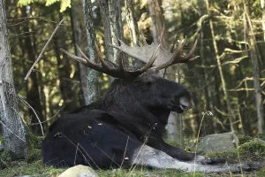 Elk (Alces alces) Bull, resting during the rut