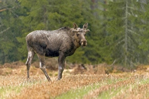 Category Scandinavia Prints: Elk (Alces alces), bull, standing on forest meadow in rain