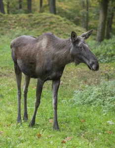 Elk (Alces alces), cow moose standing on a forest meadow