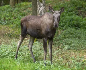 Elk (Alces alces), cow moose standing on a forest meadow
