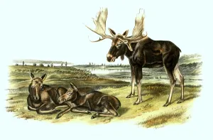 Elk (Alces alces), digitally restored reproduction of a 19th century original