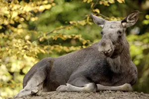 Elk (Alces alces), female