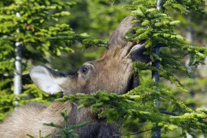 Elk (Alces alces), female, feeding on balsam spruce