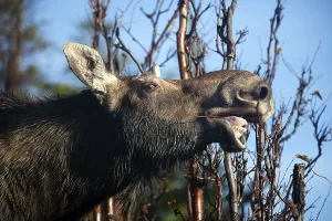 Elk (Alces alces), Gaspestine National Park