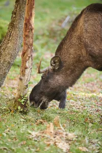 Elk (Alces alces), portrait, Bavaria