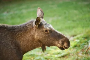 Elk (Alces alces), portrait, Bavaria