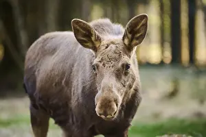 Elk (Alces alces) portrait in a forest