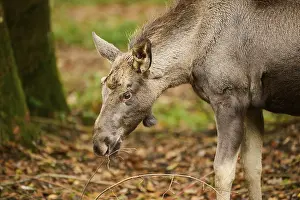 Elk (Alces alces) portrait in a forest