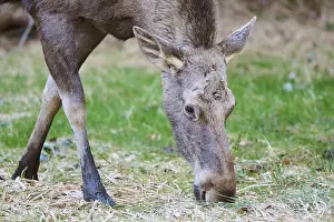 Elk (Alces alces) portrait in a forest