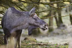 Elk (Alces alces) portrait in a forest
