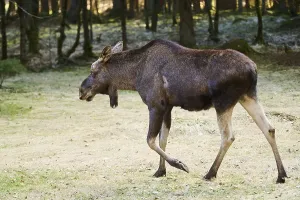 Elk (Alces alces) standing on a meadow on the edge of a forest