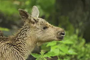 Elk (Alces alces), young animal