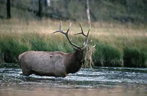 Elk bull, Yellowstone national park