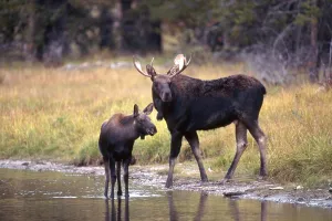 Elk or Moose (Alces alces) with calf