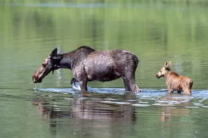 Elk or Moose (Alces alces) with calf