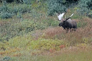 Elk, nature lovers will find good observation opportunities in Norway