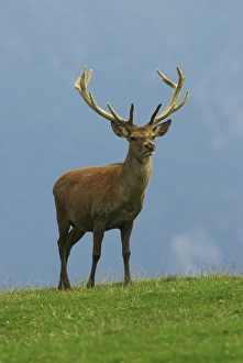 Elk, red deer, male
