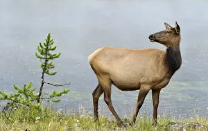 Elk or Wapiti (Cervus canadensis)