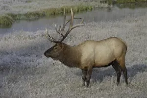 Elk or Wapiti (Cervus canadensis)