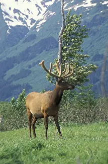 Elk or Wapiti (Cervus canadensis)