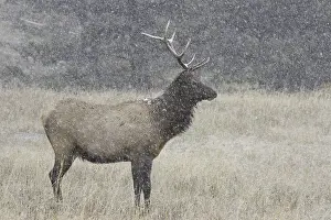 Elk or Wapiti (Cervus canadensis)