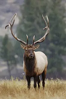 Elk, Wapiti (Cervus elaphus), bull calling