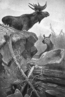 Elks (Alces alces), in mountainous landscape in Northern Europe