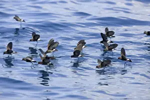 Elliot's Storm Petrel, Elliot's Storm Petrel