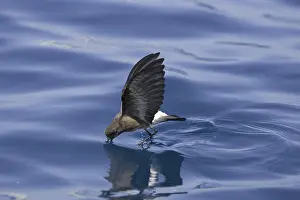 Elliot's Storm-petrel (Oceanites gracilis galapagoensis)