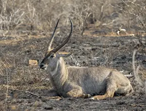 Ellipsen waterbuck (Kobus ellipsiprymnus)