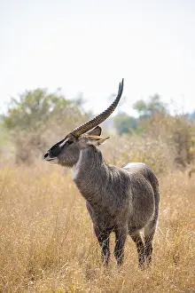 Ellipsen waterbuck (Kobus ellipsiprymnus)
